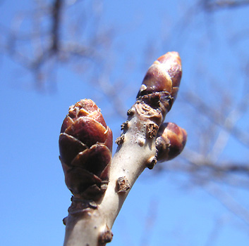 サクラ（桜） 