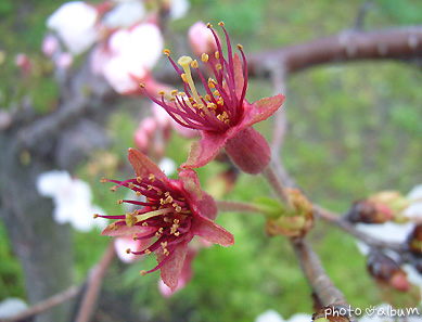 サクラ（桜） 