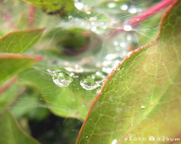 アジサイ（紫陽花）