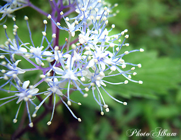 コアジサイ（小紫陽花）