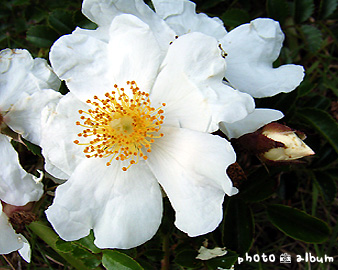 テリハノイバラ（照葉野薔薇）