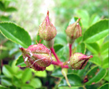 テリハノイバラ（照葉野薔薇）