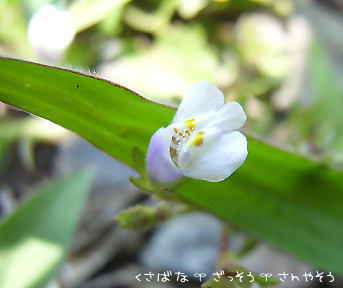 トキワハゼ（常磐黄櫨）