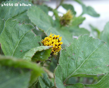 コセンダングサ（小栴檀草）