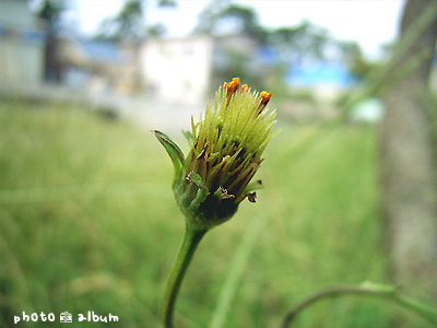 コシロノセンダングサ（小白の栴檀草）