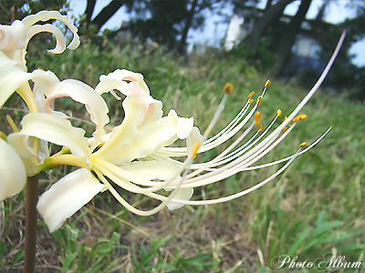 シロバナマンジュシャゲ（白花曼珠沙華）