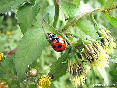 コセンダングサ（小栴檀草）