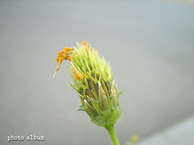 コセンダングサ（小栴檀草）