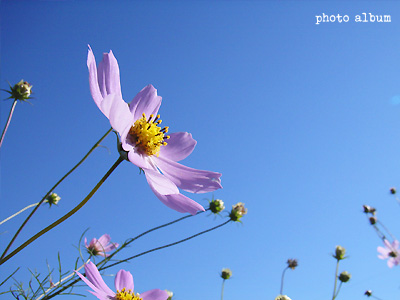 コスモス（秋桜）