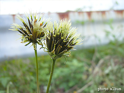 コセンダングサ（小栴檀草）