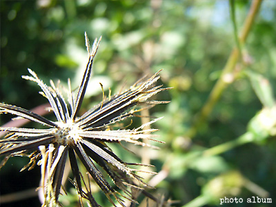 コセンダングサ（小栴檀草）