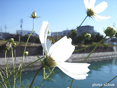 コスモス（秋桜）