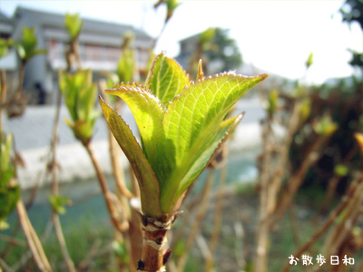 紫陽花