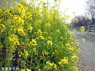 ナノハナ（菜の花）