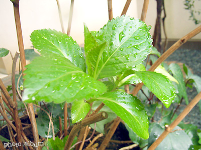 春の雨、紫陽花