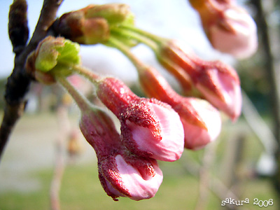 サクラ（桜）