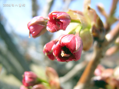 サクラ（桜）：八重桜 