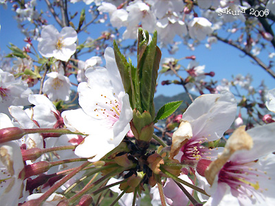 サクラ（桜）