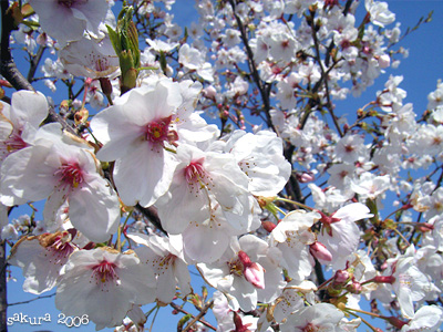 サクラ（桜）