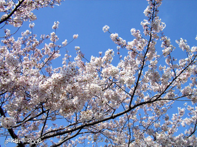 サクラ（桜）