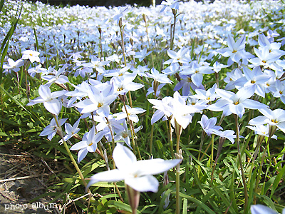 ハナニラ（花韮）