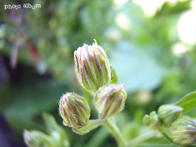 アレチノギク（荒れ地野菊）