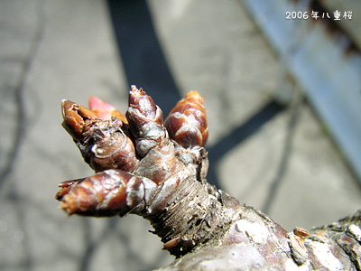 サクラ（桜）：八重桜 