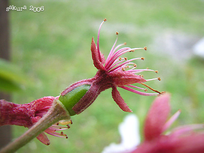 サクラ（桜）