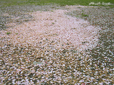 サクラ（桜）