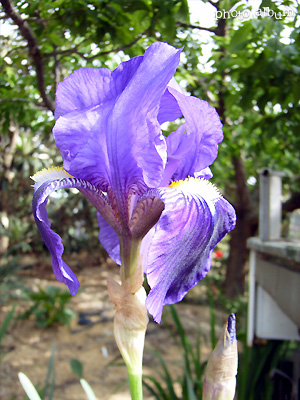 アイリス｜700種類の花と200品種のバラの写真ブログ