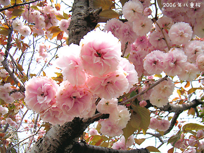 サクラ（桜）：八重桜 