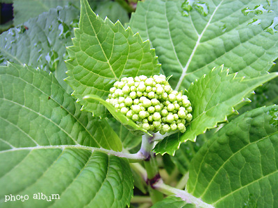 紫陽花2006 小さな蕾たち