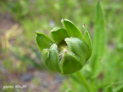 オオキンケイギク（大金鶏菊）