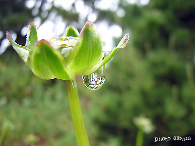 オオキンケイギク（大金鶏菊）