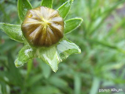 オオキンケイギク（大金鶏菊）