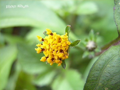 コセンダングサ（小栴檀草）