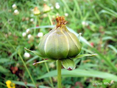 オオキンケイギク（大金鶏菊）