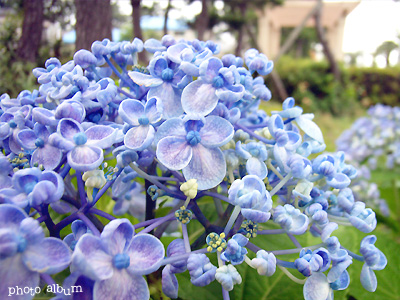 ウズアジサイ（渦紫陽花）：青