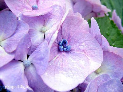 アジサイ（紫陽花）