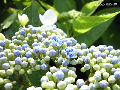 アジサイ（紫陽花）：ガクアジサイ (額紫陽花) 