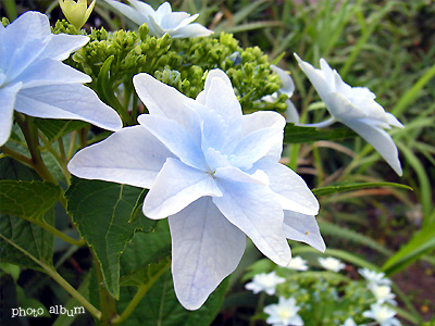 アジサイ（紫陽花）：スミダノハナビ（隅田の花火）