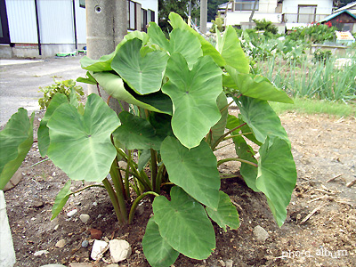 サトイモ（里芋）