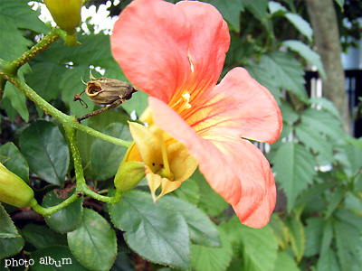 ノウゼンカズラ（凌霄花）