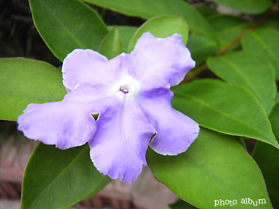 バンマツリ（番茉莉）