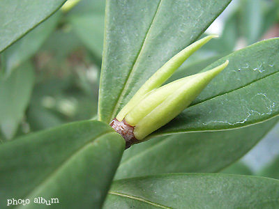 ジンチョウゲ（沈丁花）