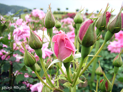 バラ（薔薇）：フロリック