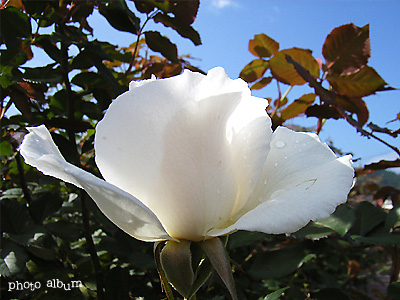 バラ（薔薇） ： マーガレット メリル