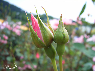 バラ（薔薇） ： デンティー ベス