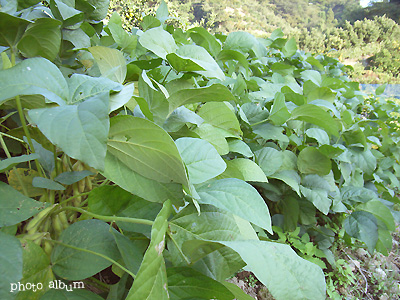 エダマメ（枝豆）