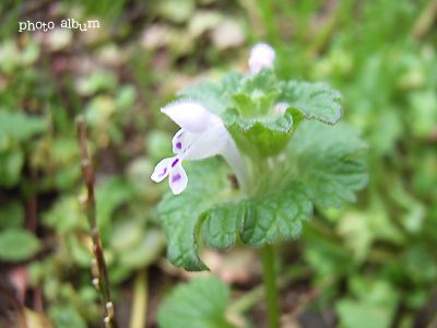 シロバナホトケノザ（白花仏の座）